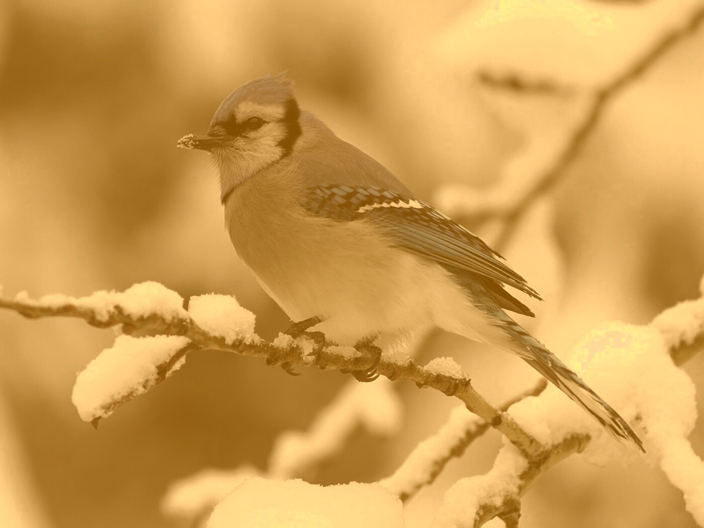 Маленькая синяя птичка обои