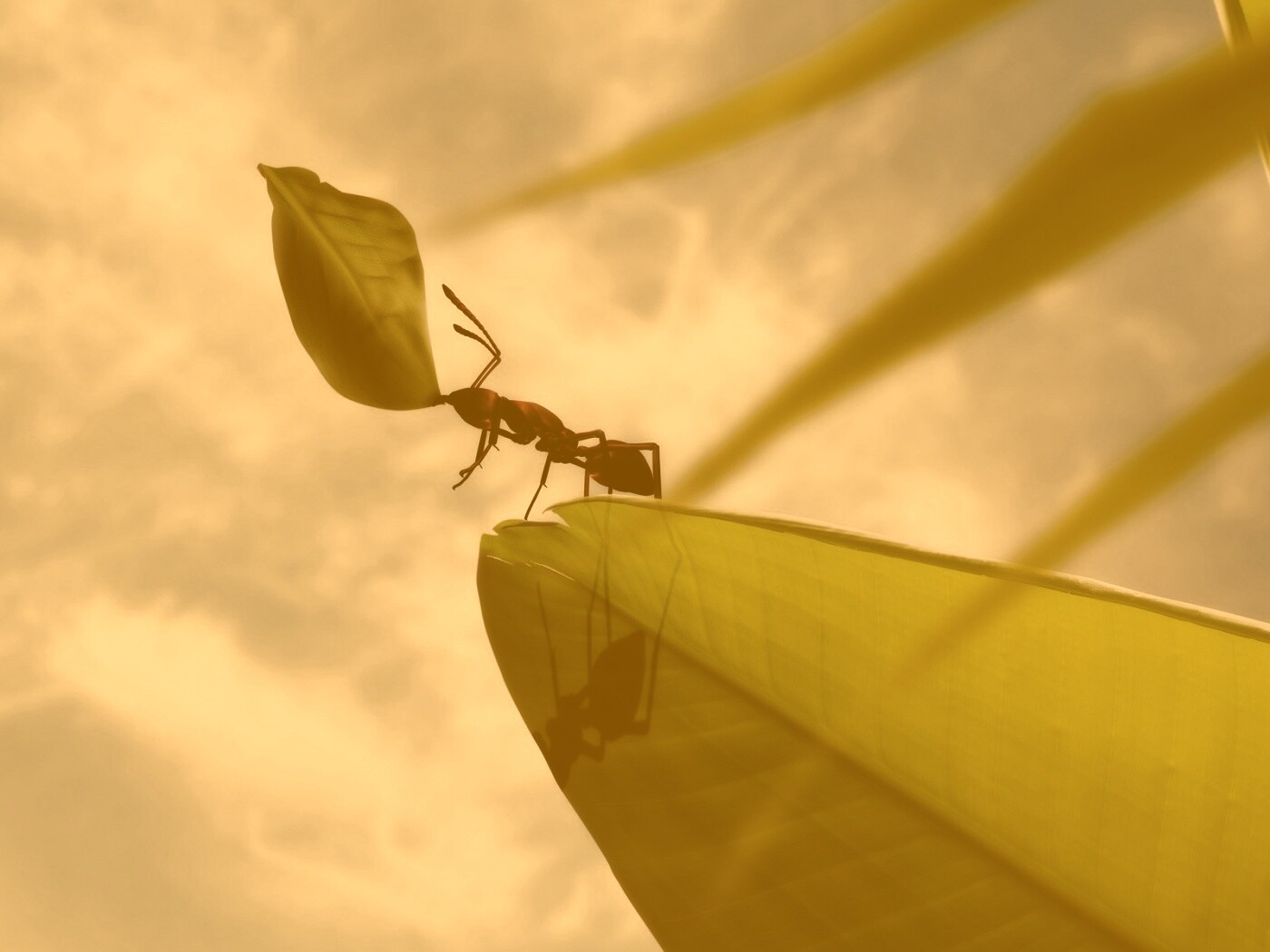 Муравей тащит лист обои