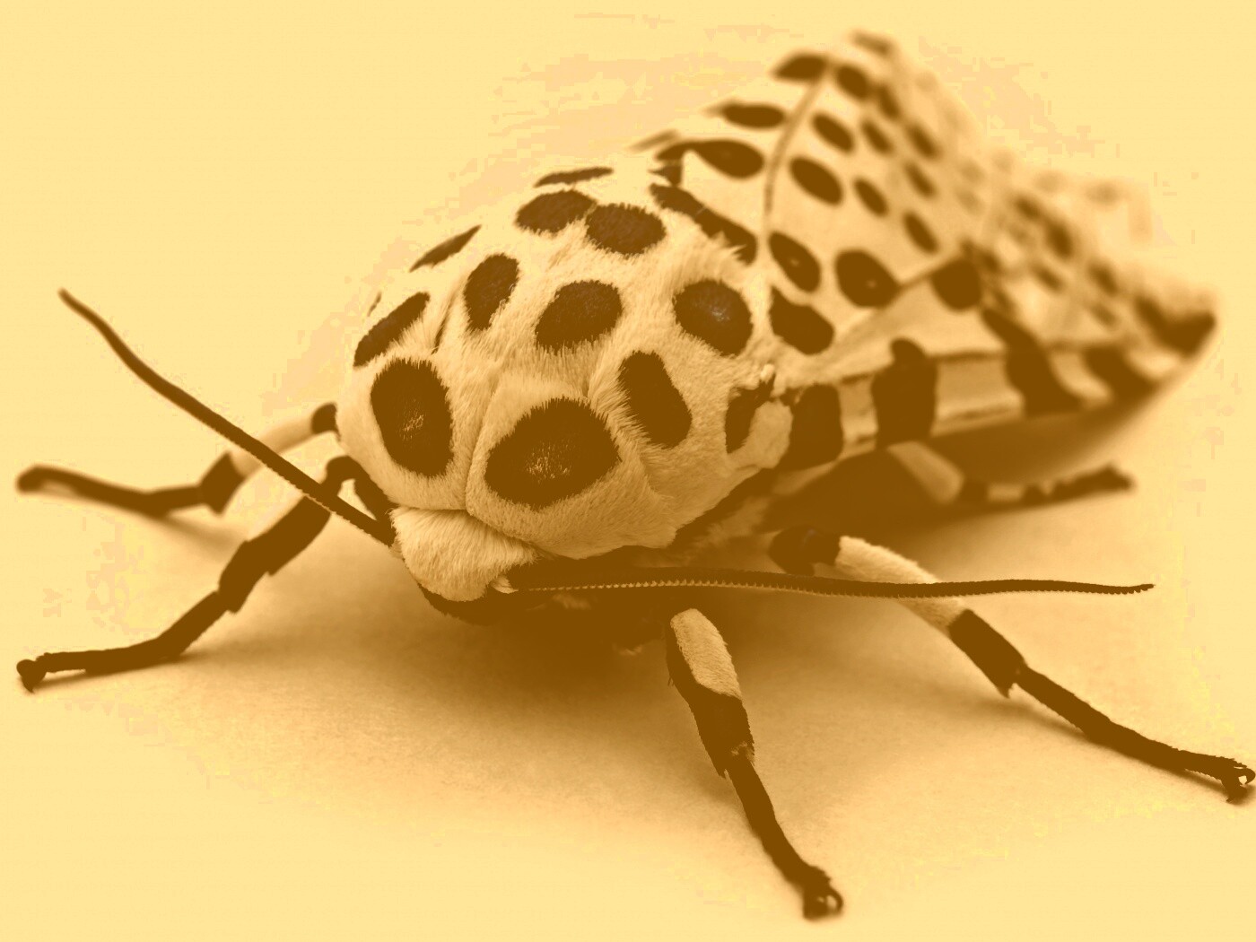 Пятнистая бабочка обои