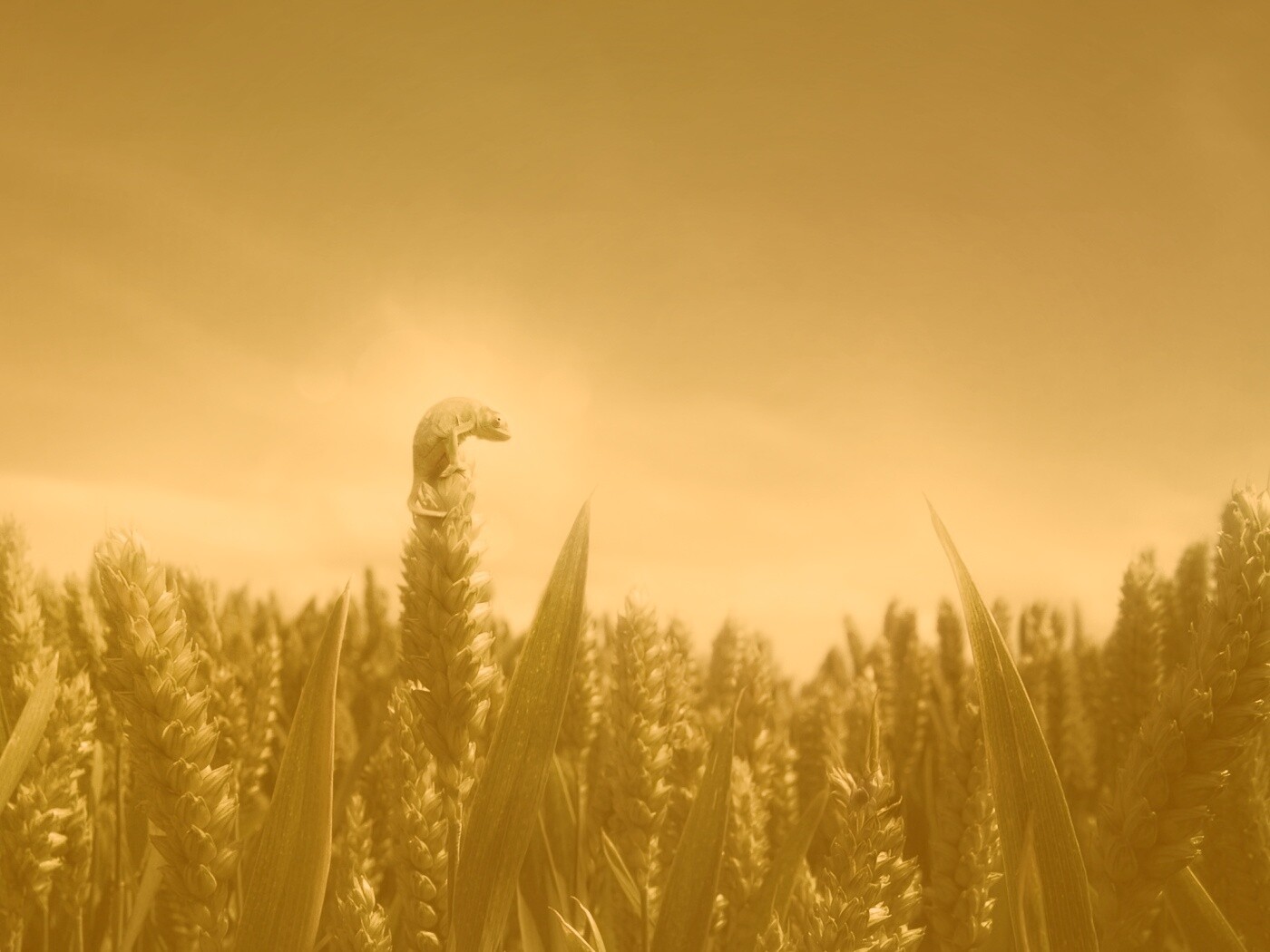 Маленький хамелеон на травинке обои