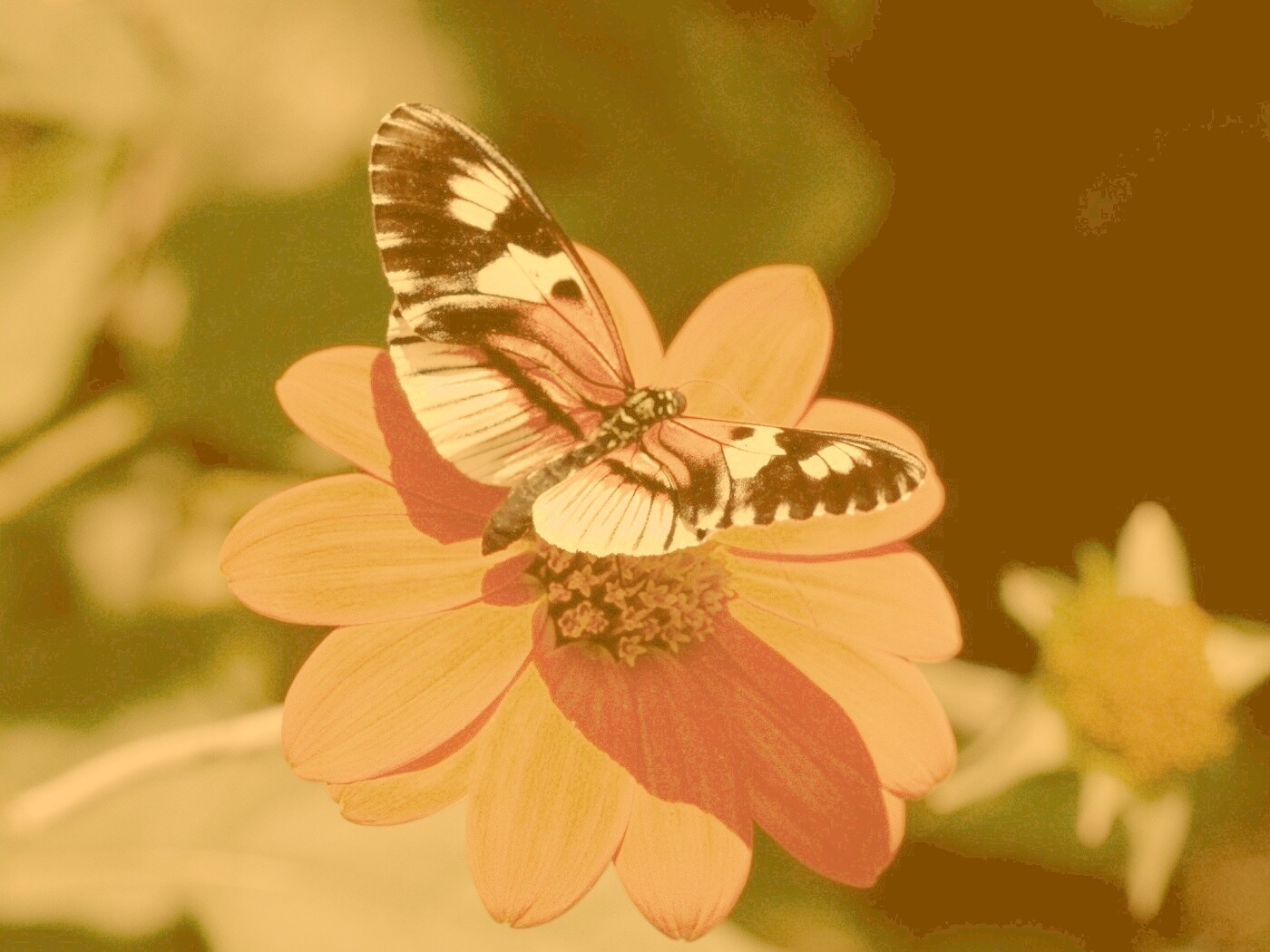 Бабочка на цветке обои