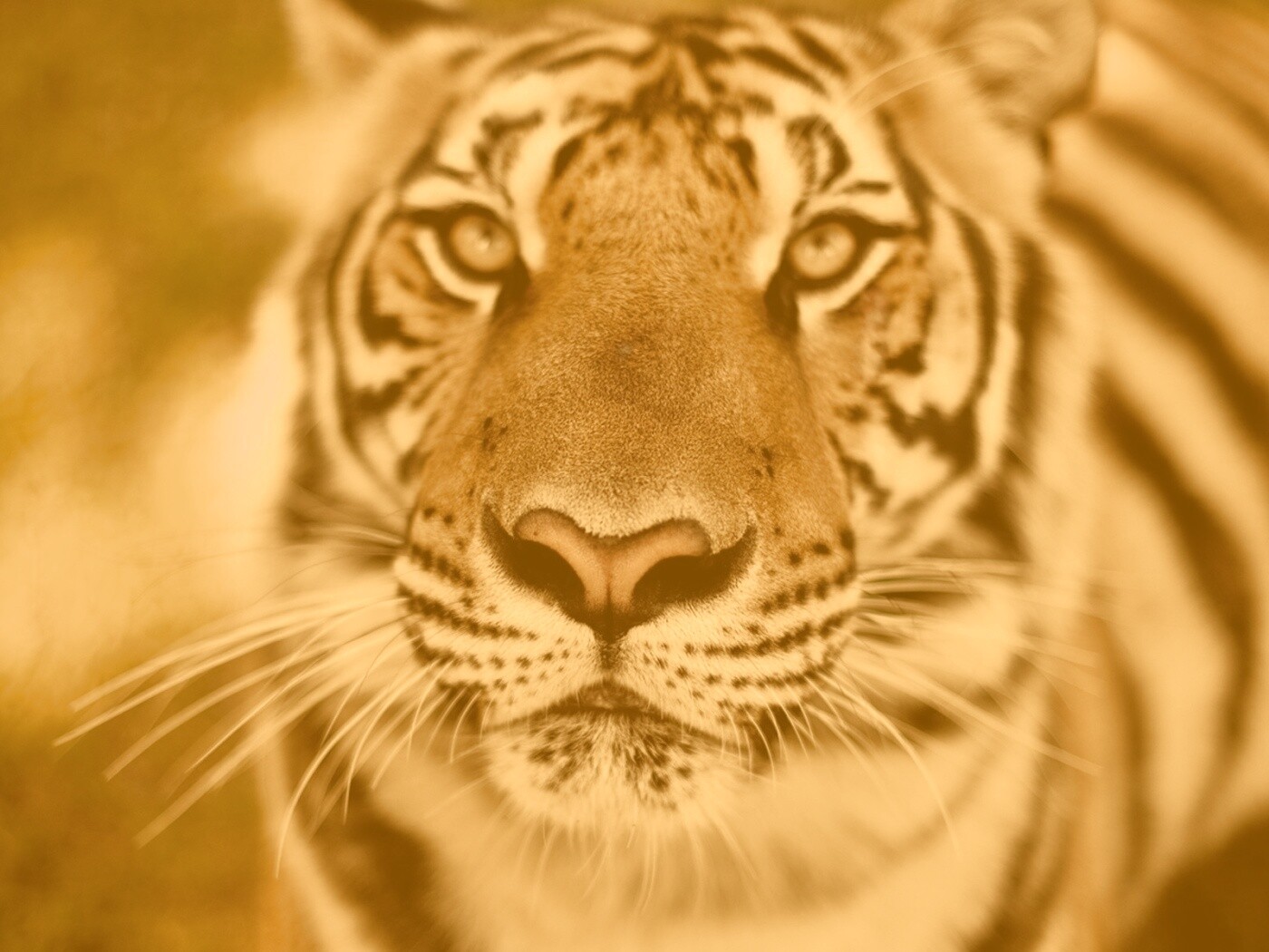 Красавец тигр обои