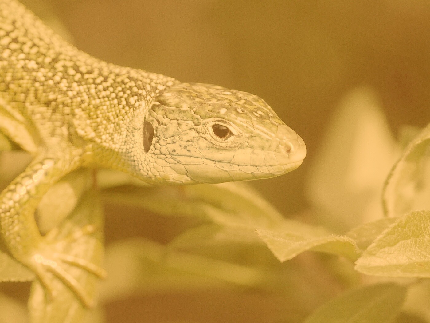Ящерка на листьях обои