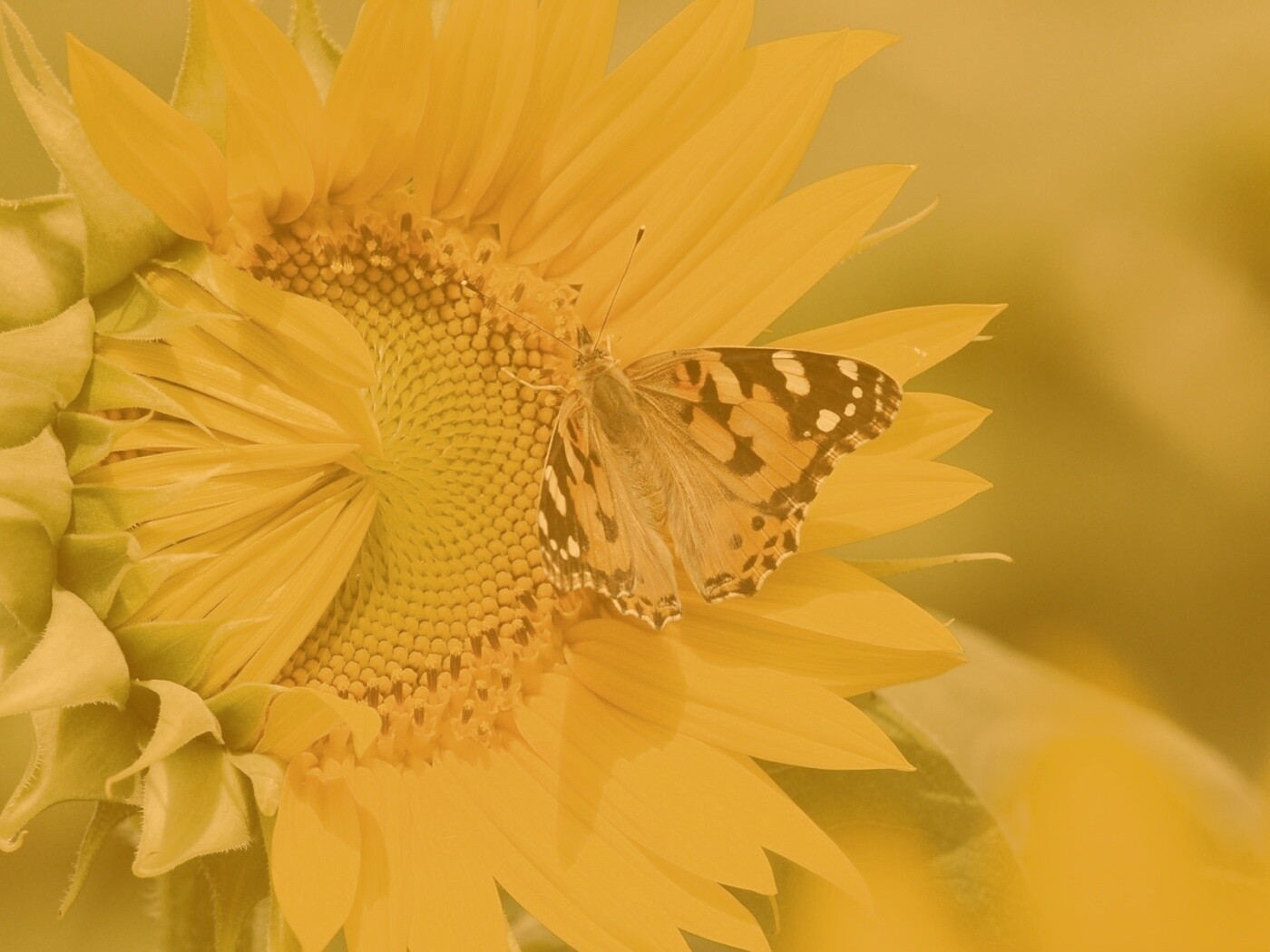 Бабочка на подсолнухе обои