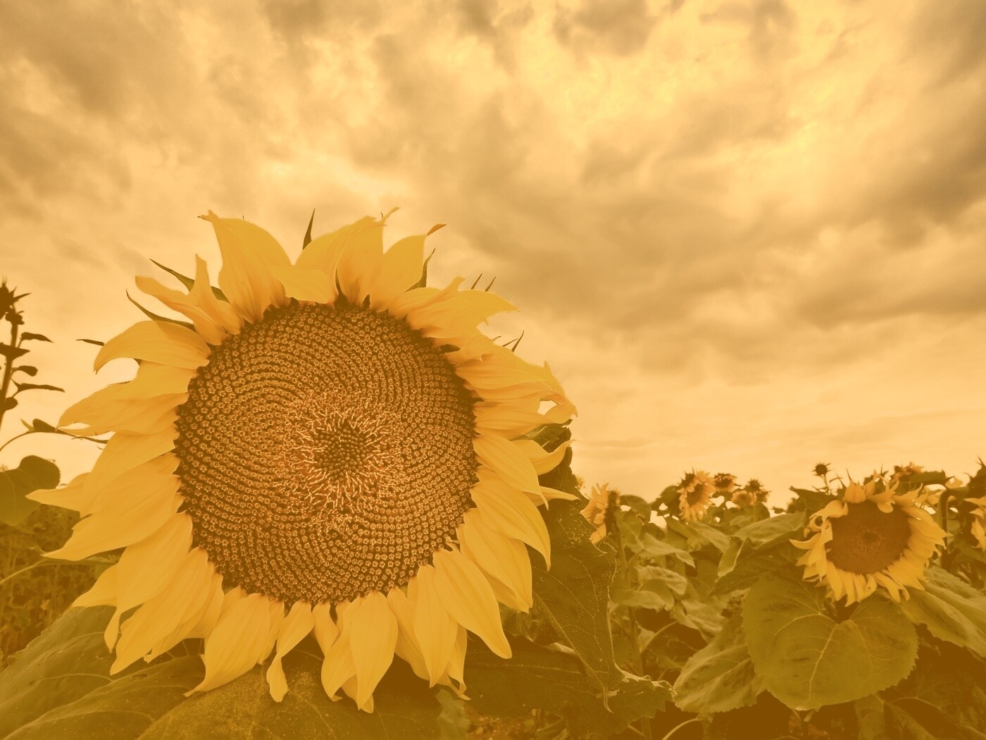 Подсолнухи обои