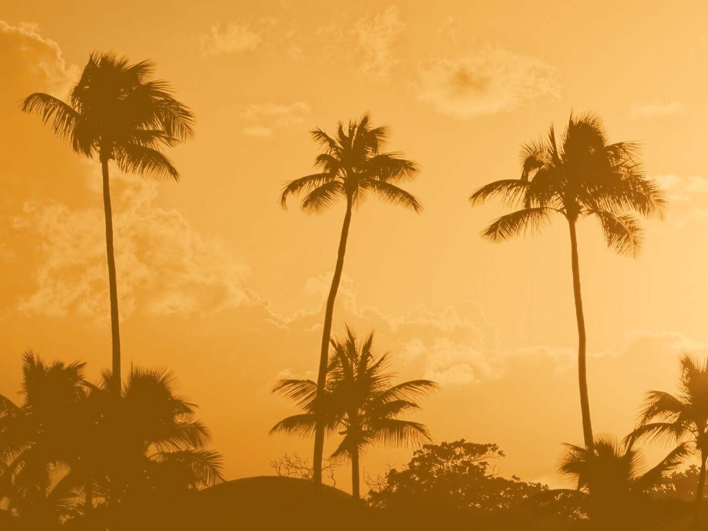 Пальмы на закате обои