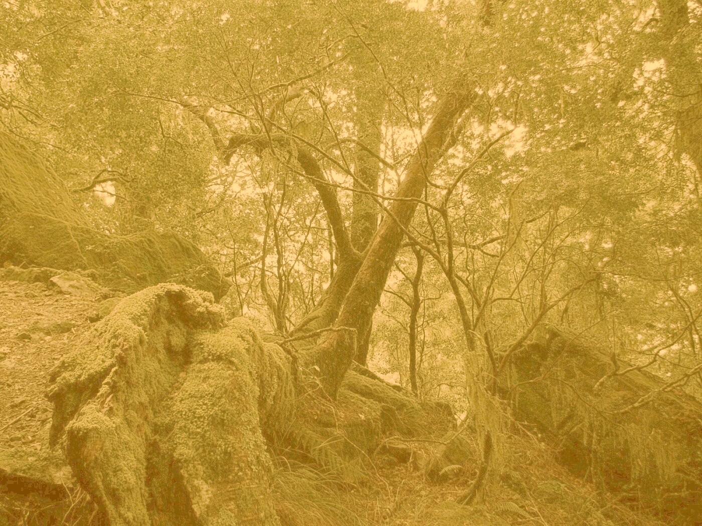 Чаща мшистого леса обои