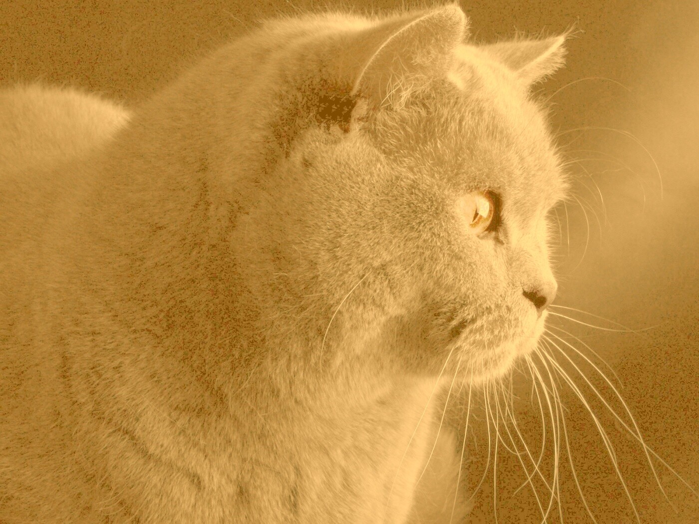 Плюшик  обои