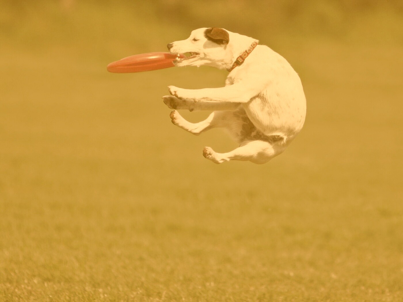 Ловкач обои