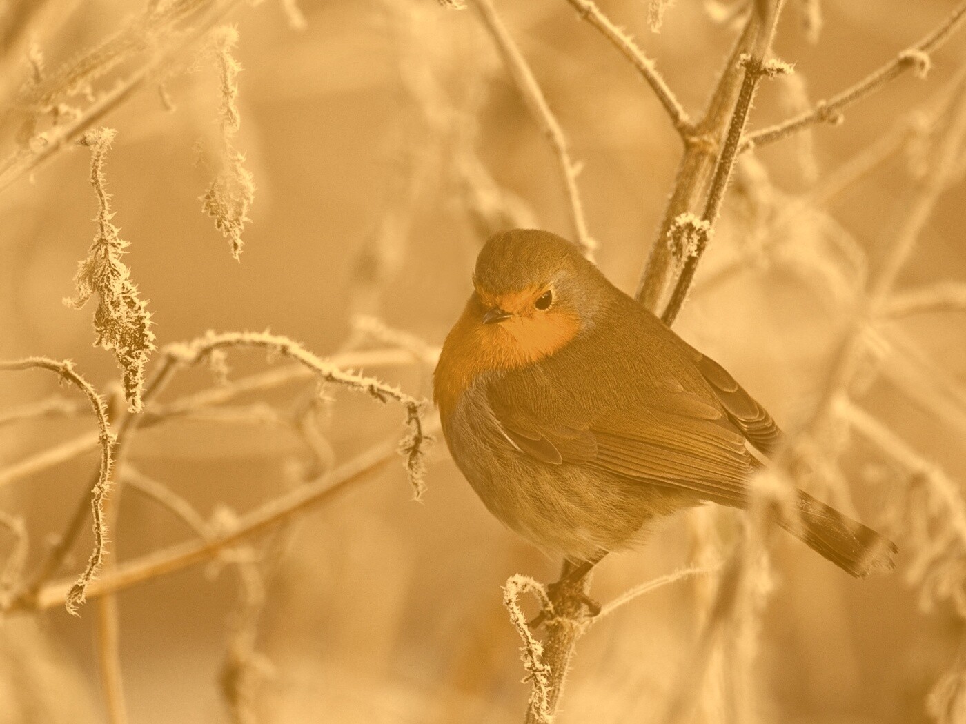 Птичка на ветке обои