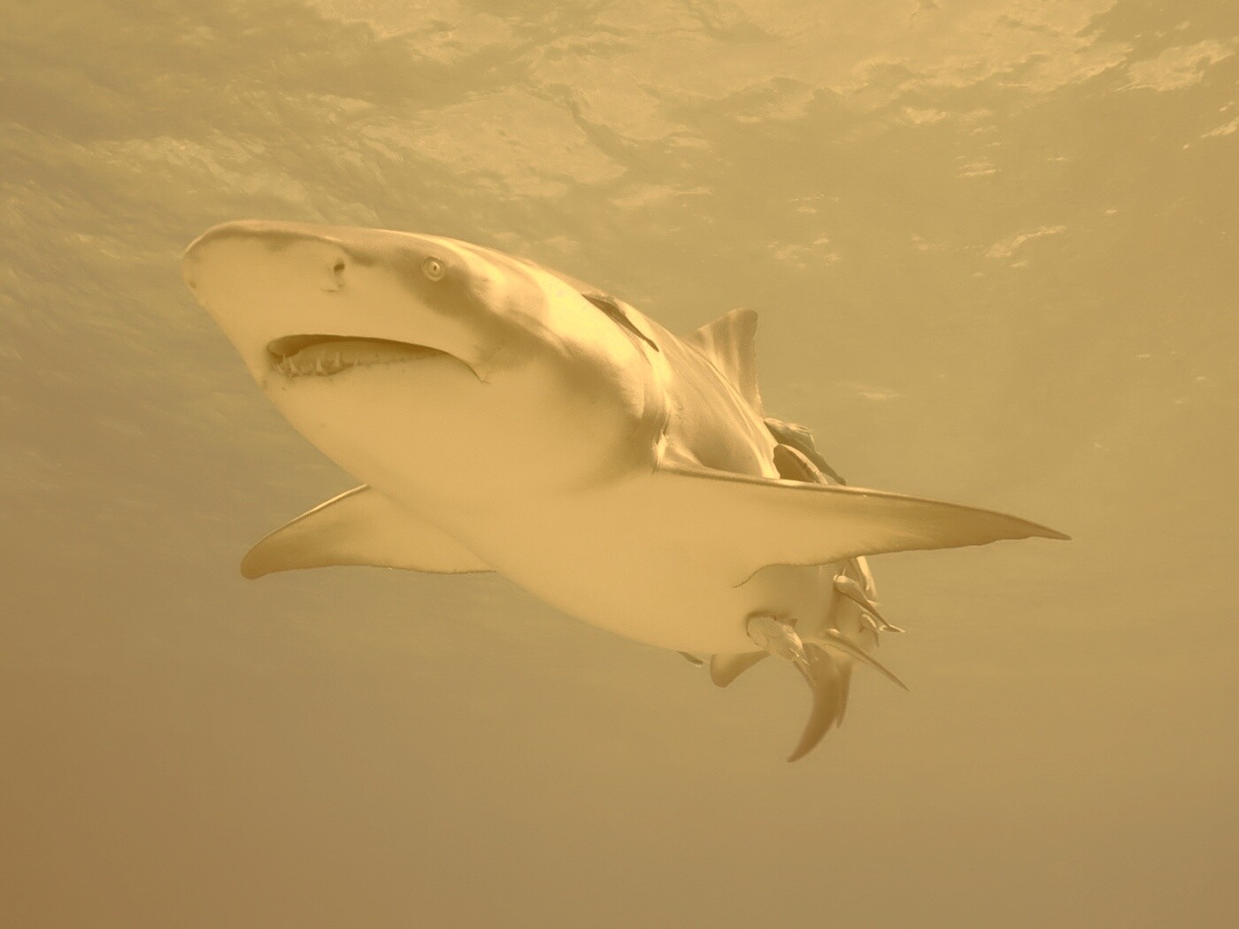 Красивая глубоководная акула обои