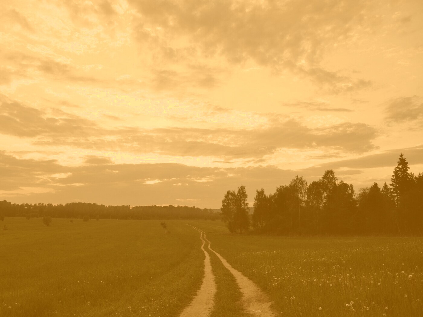 Дорога к лесу обои