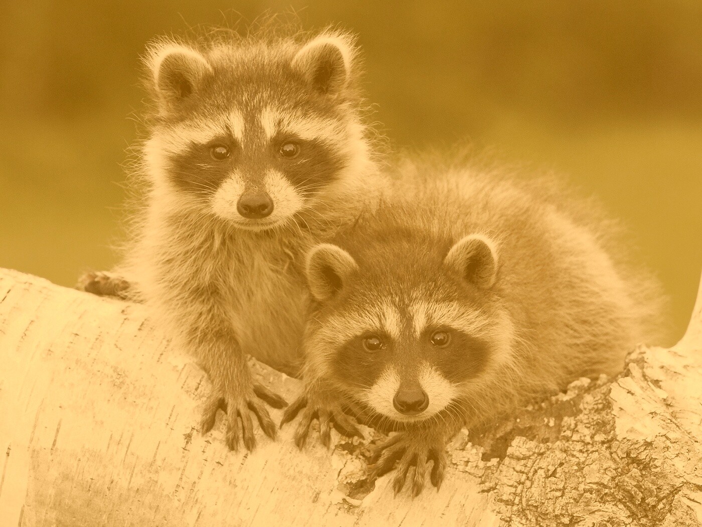 Полосатики обои