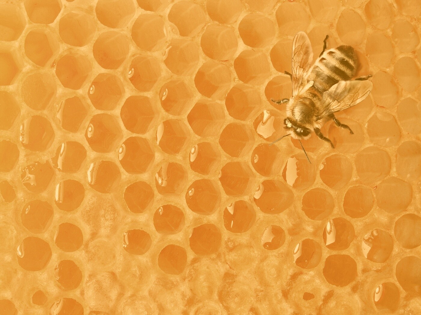 Пчела на сотах с медом обои