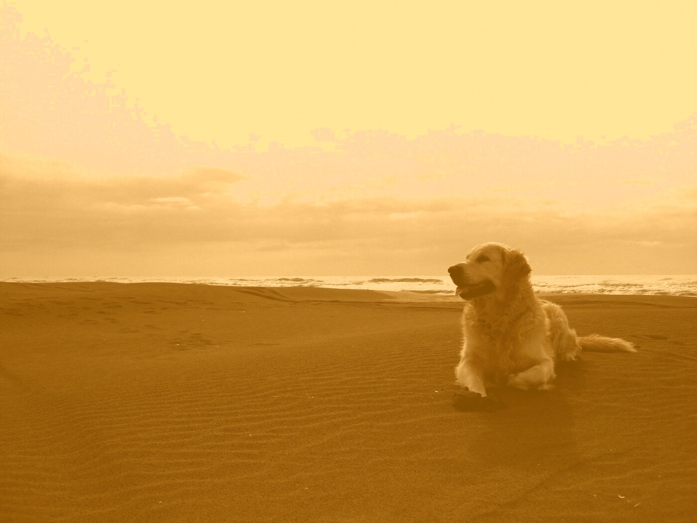 Красивая собака на оранжевом песке обои