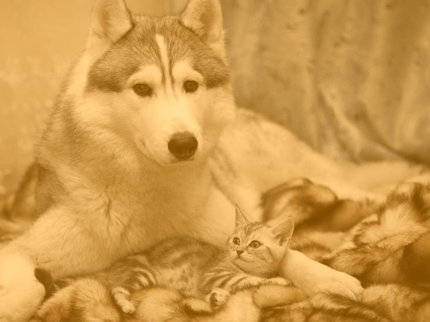 Собака и котенок обои