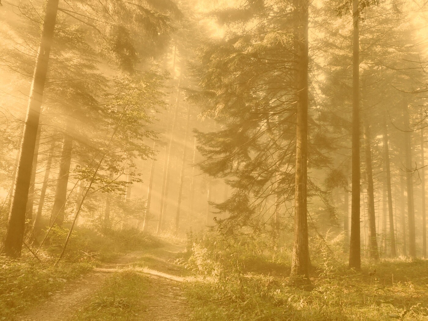 Тропа в лесу обои