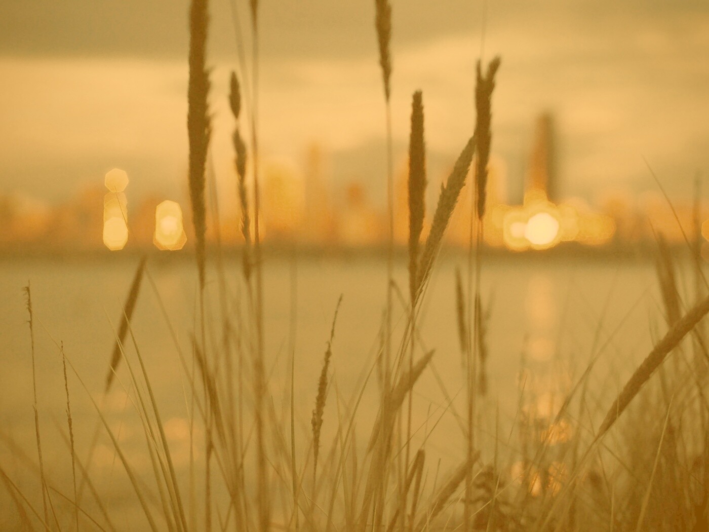 Камыш на фоне вечерних огней обои