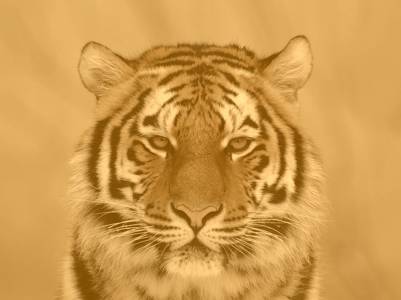 Красавец тигр обои