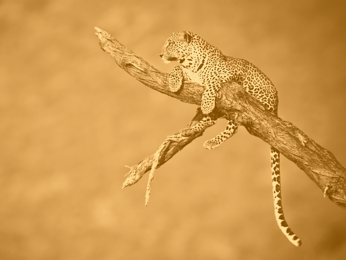 Ягуар на дереве обои