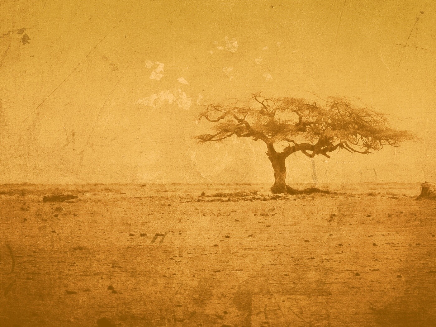 Гранжевое дерево в саванне обои