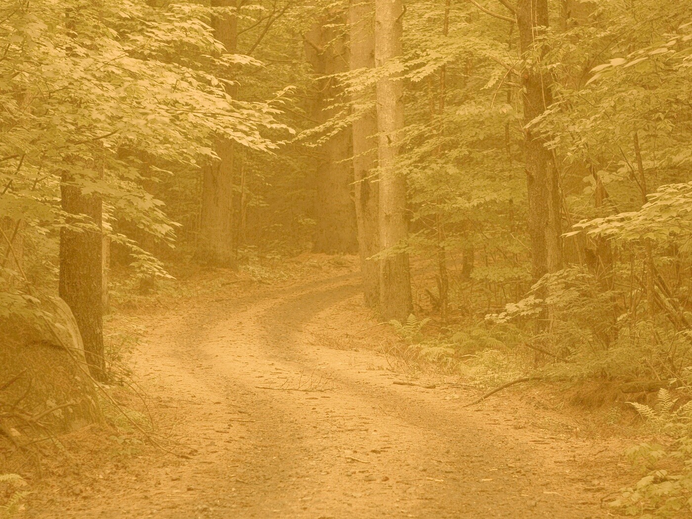 Лесная дорога обои