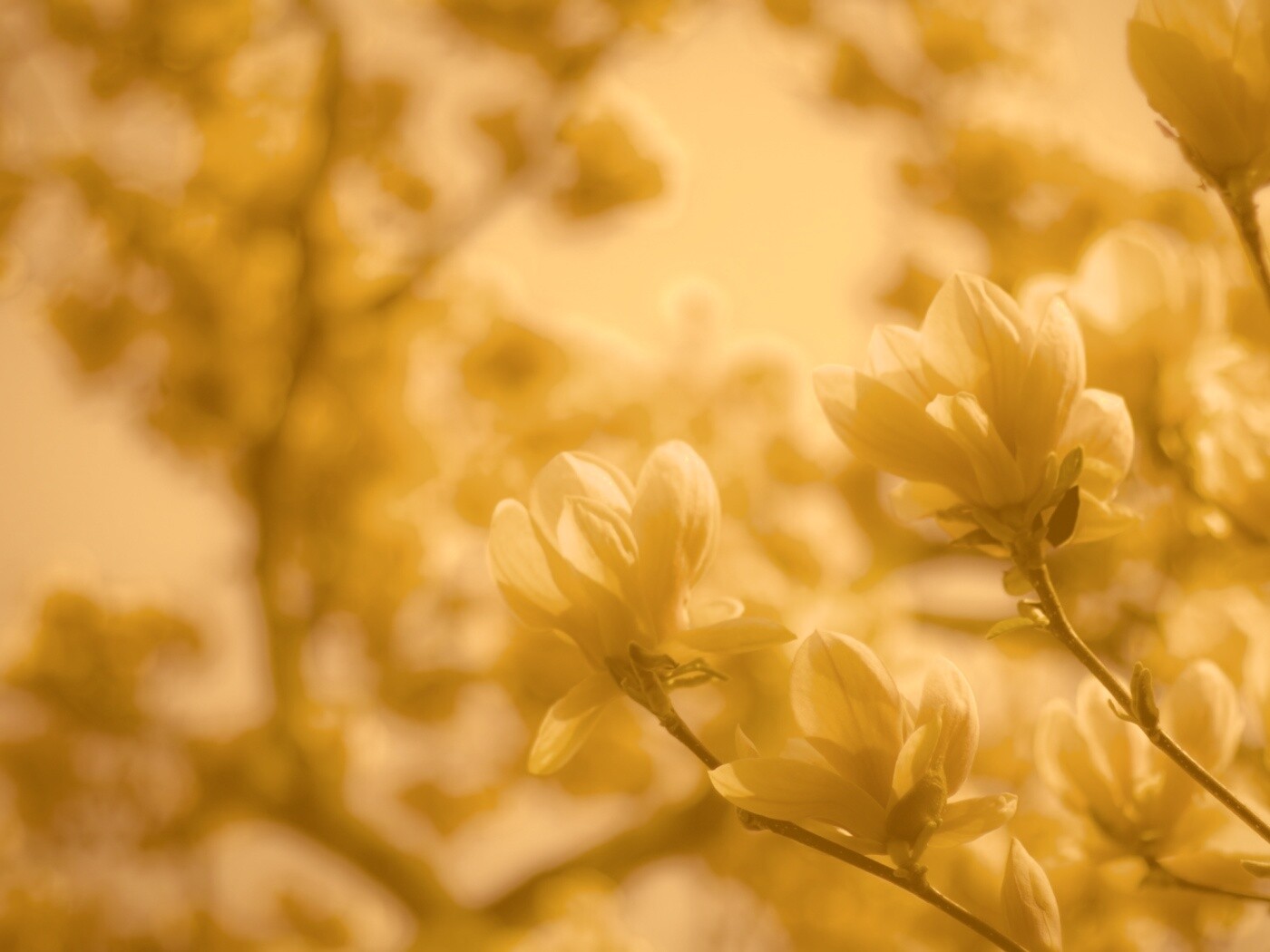 Желтые цветы распустились обои