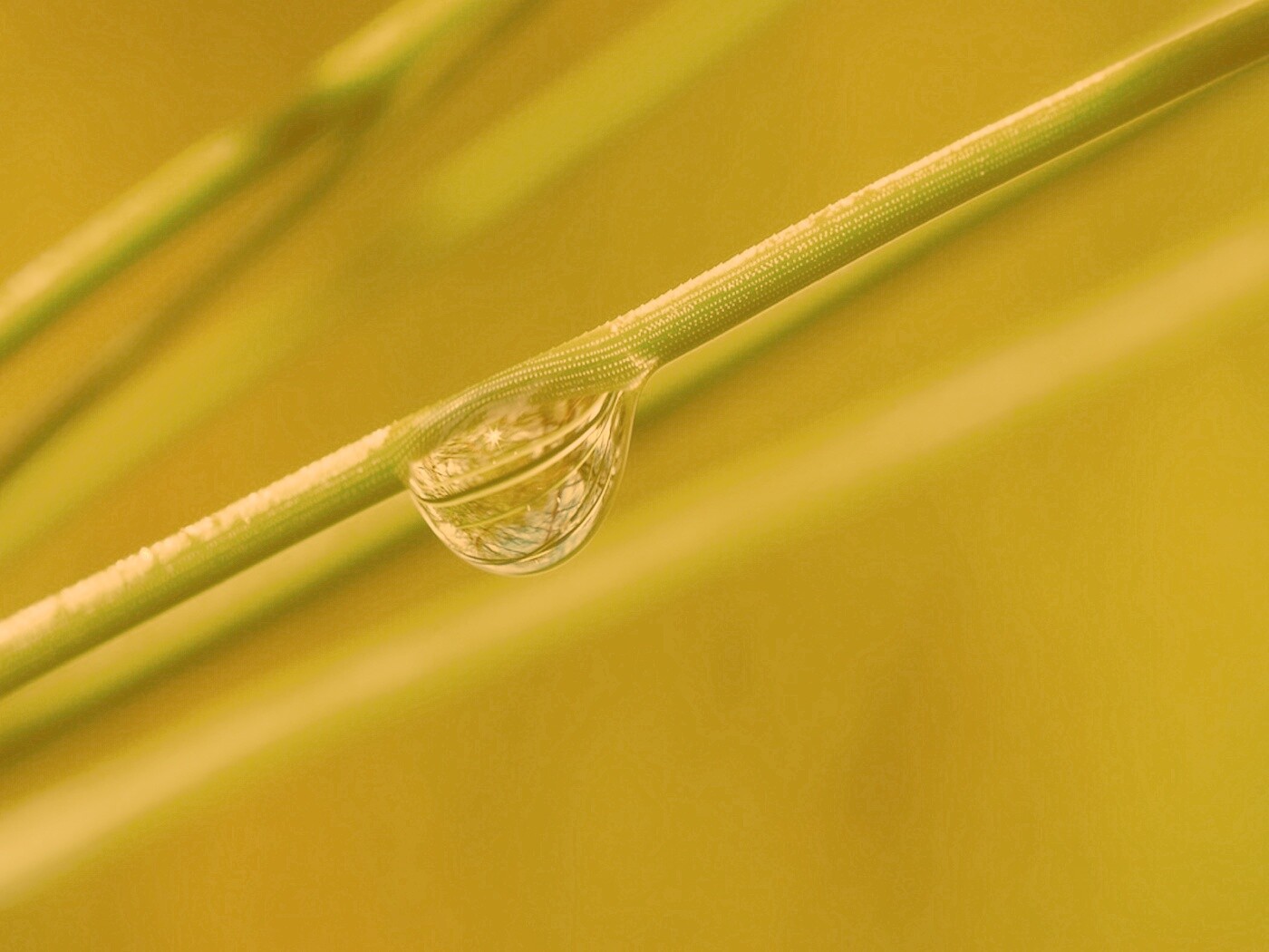 Капелька воды на стебле обои