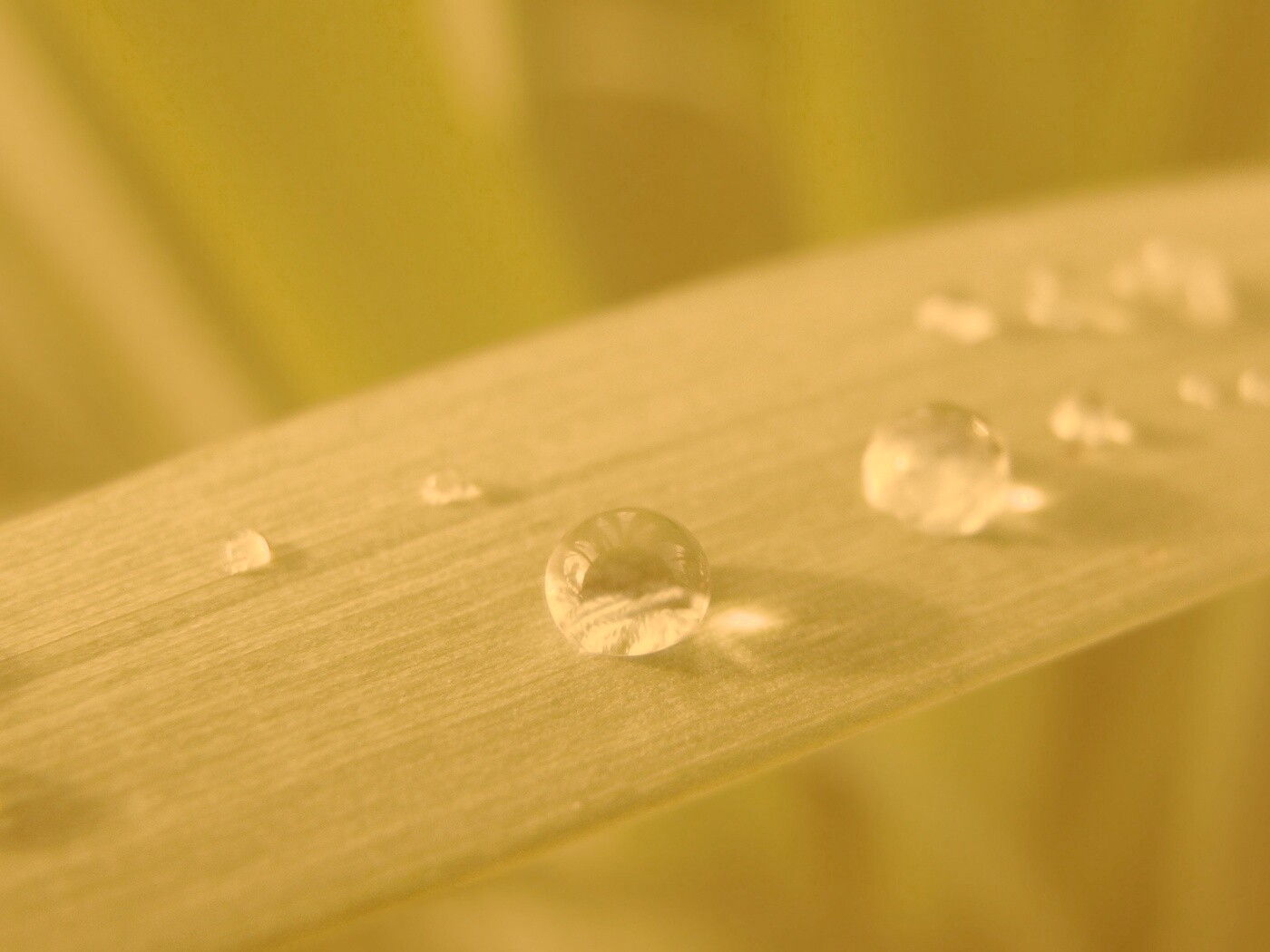 Капли росы на листе обои