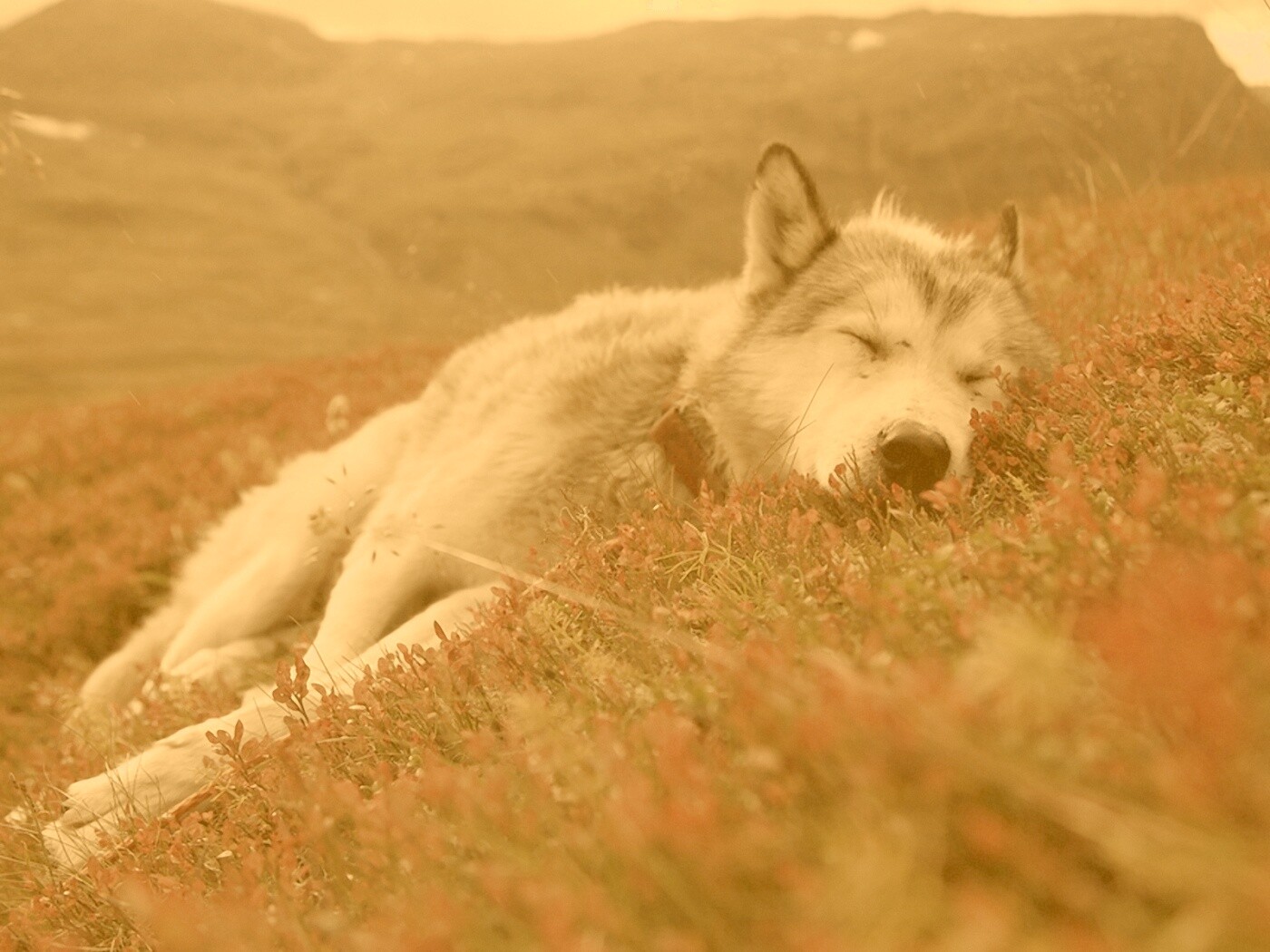 Лапа в цветах обои