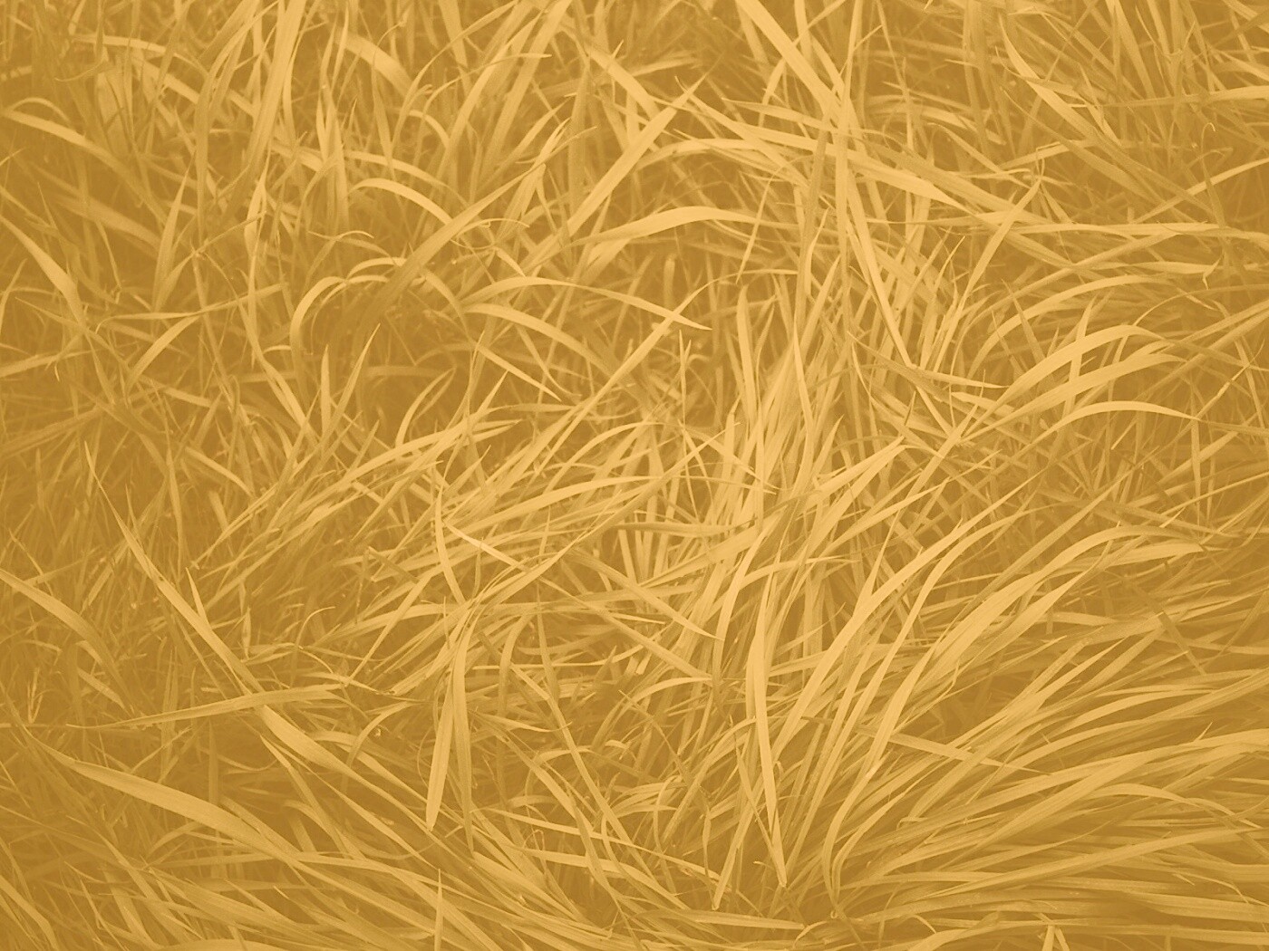 Блеклая трава обои