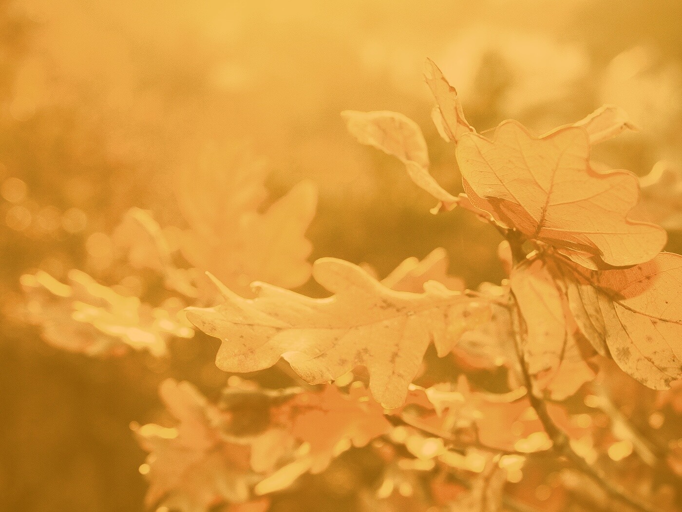 Дубовые листья обои