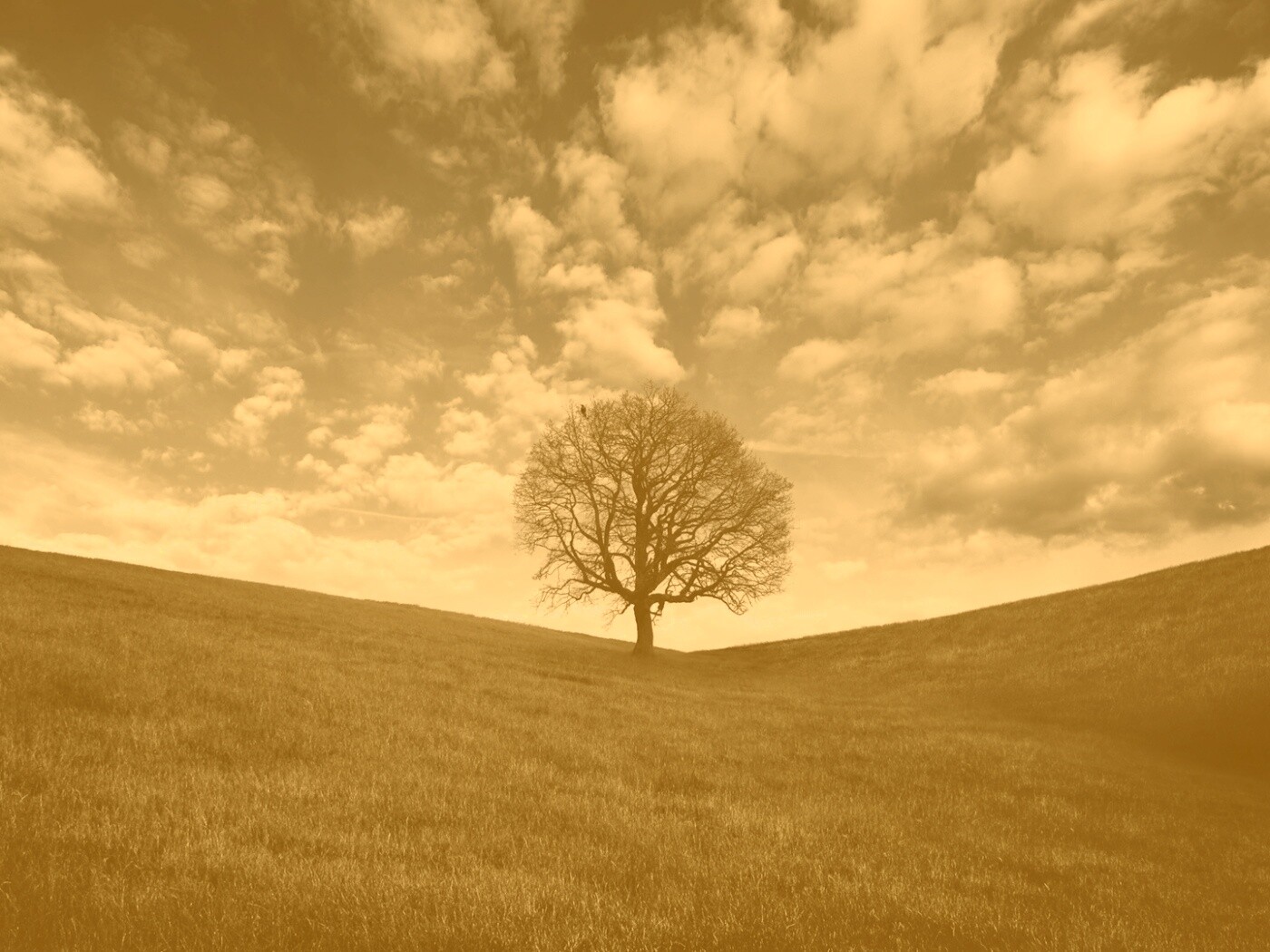 Холм одинокого дуба обои