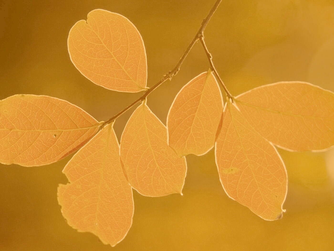 Ветка с оранжевыми листьями обои