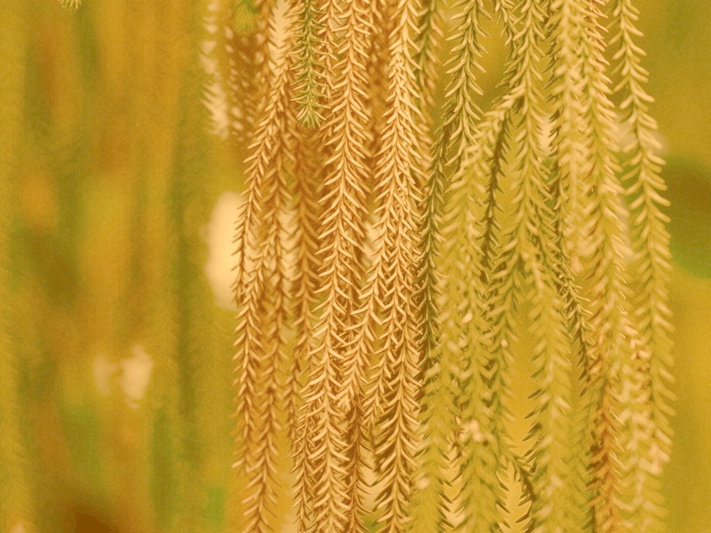 Зеленые колючки обои