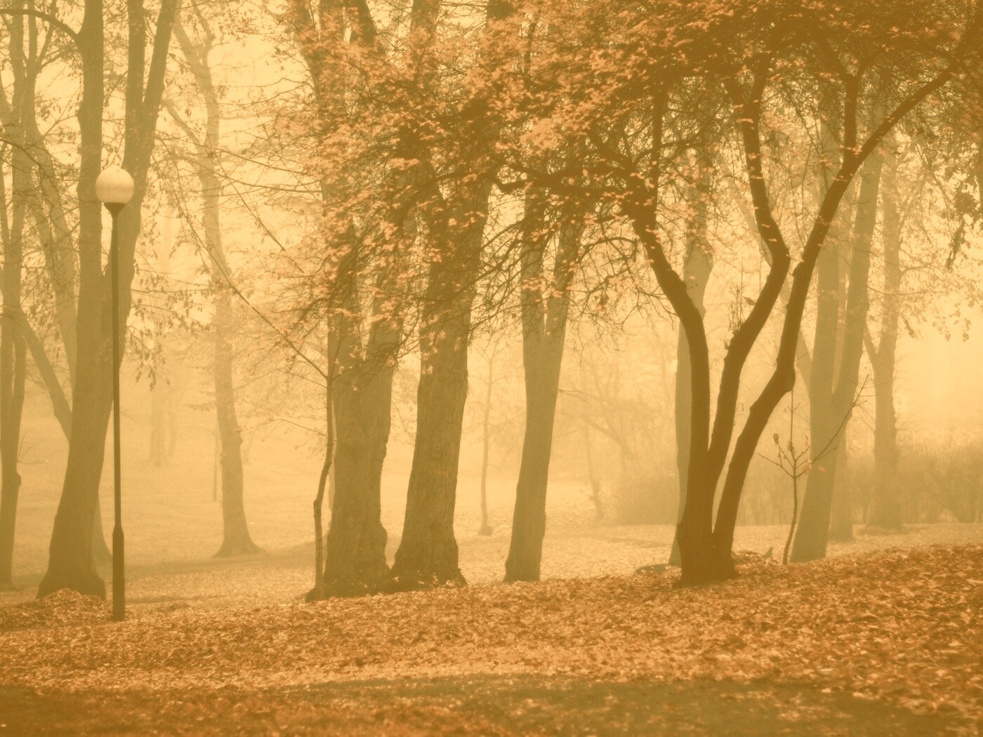 Парк красных листьев обои