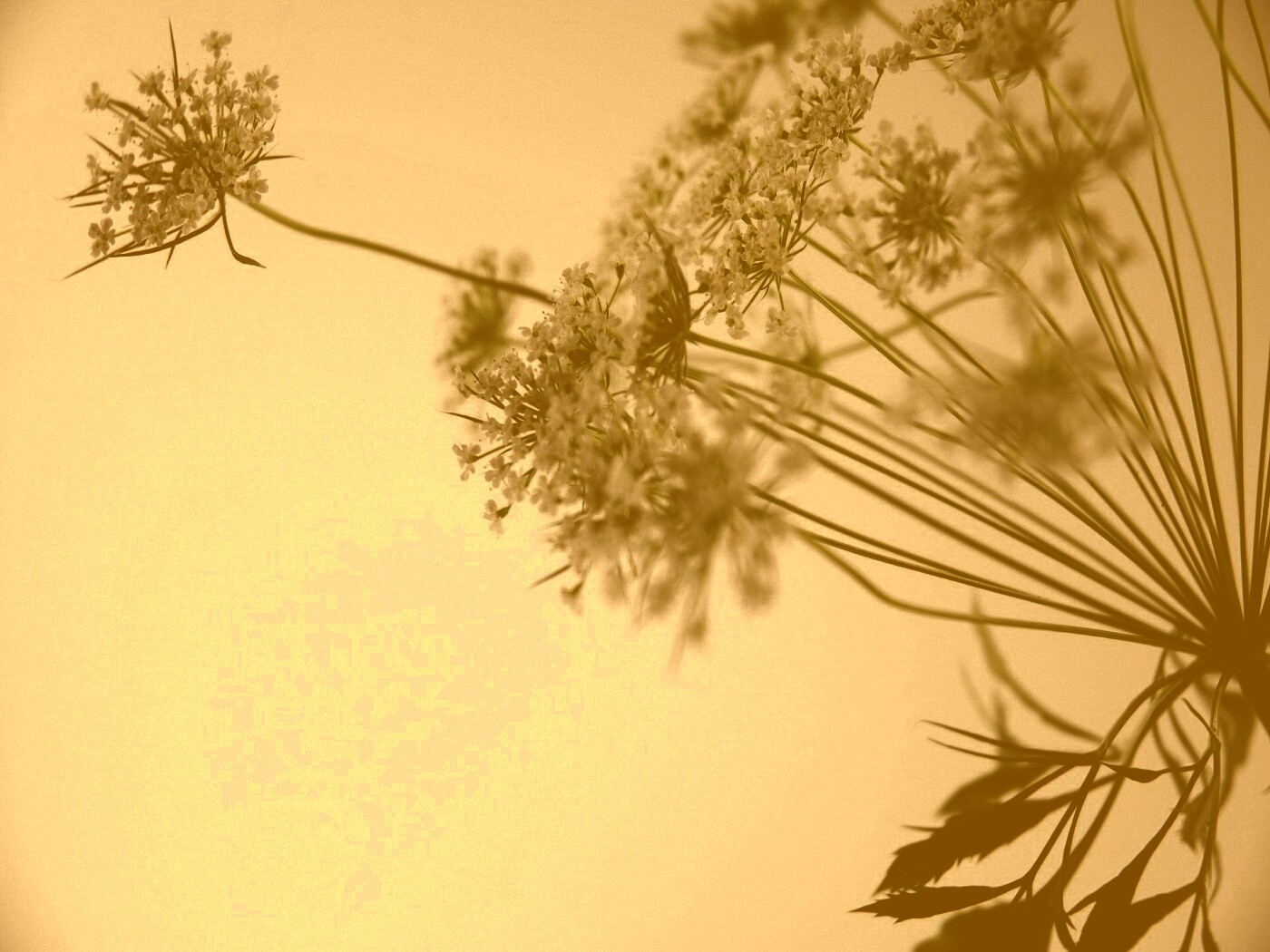 Цветы в макро обои