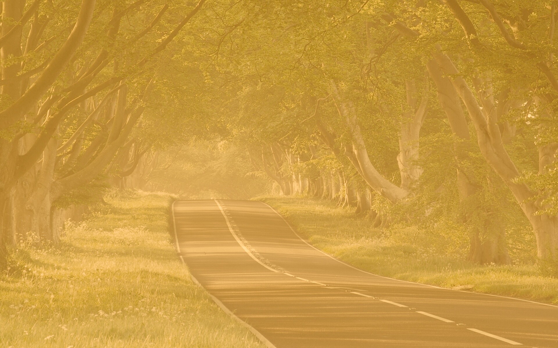 Трасса в тени деревьев обои