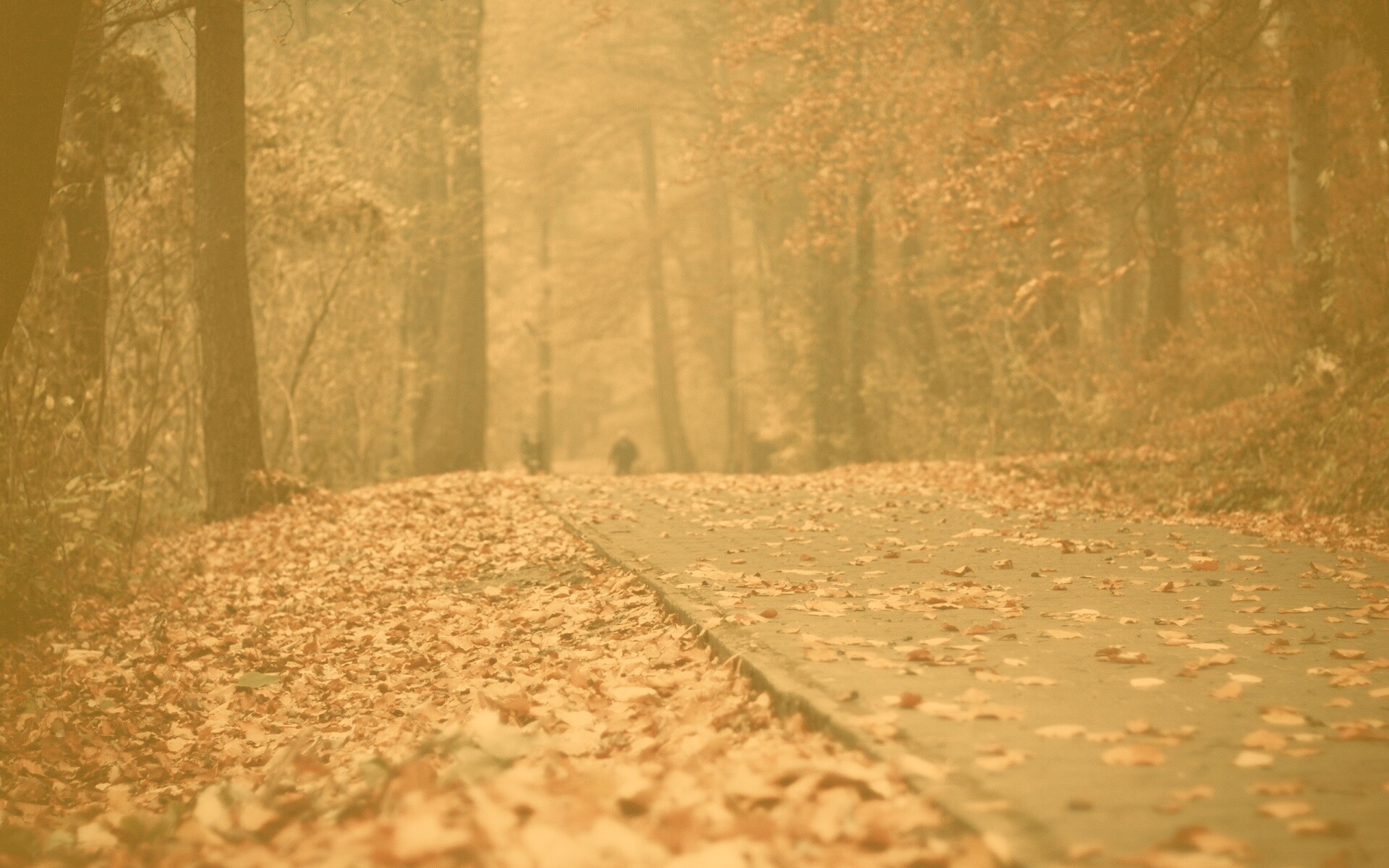 Осенняя дорога обои