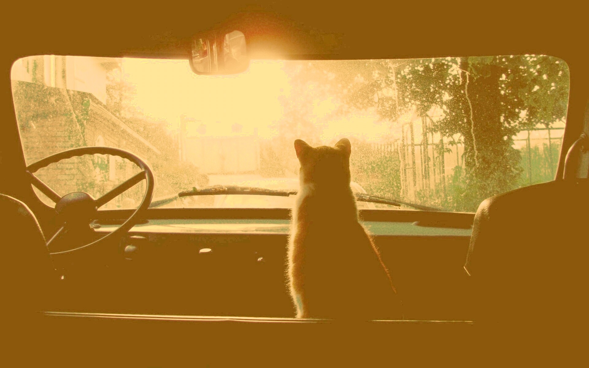 Кот навигатор обои