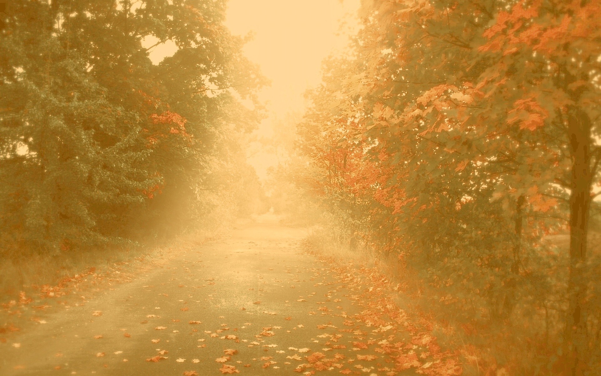 Желтая дорога обои