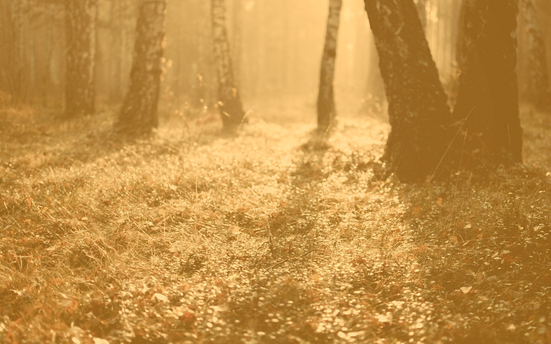 Лесная земля обои