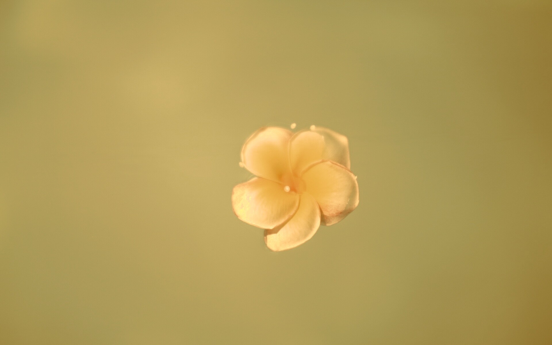 Цветок обои