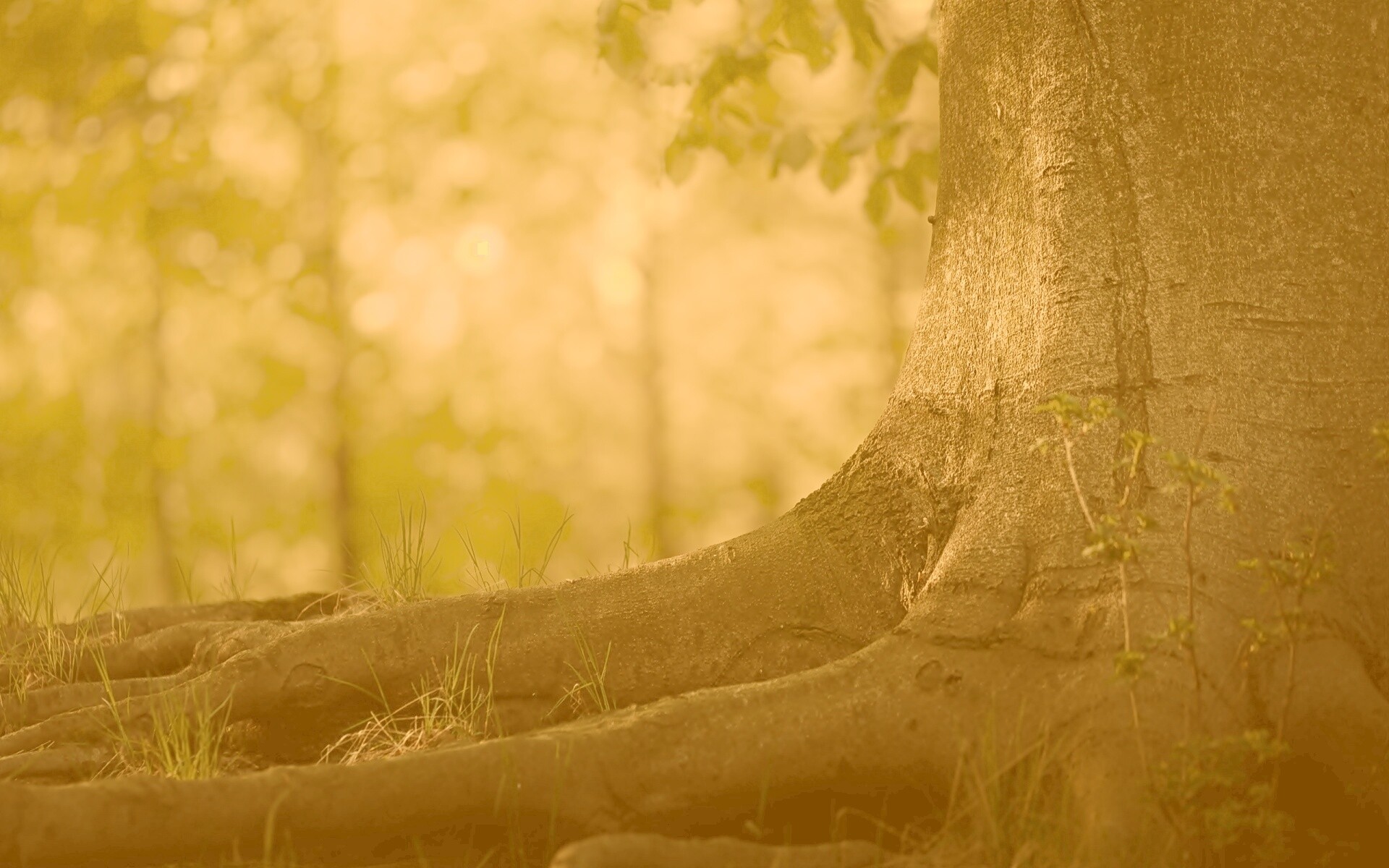 Корни дерева обои