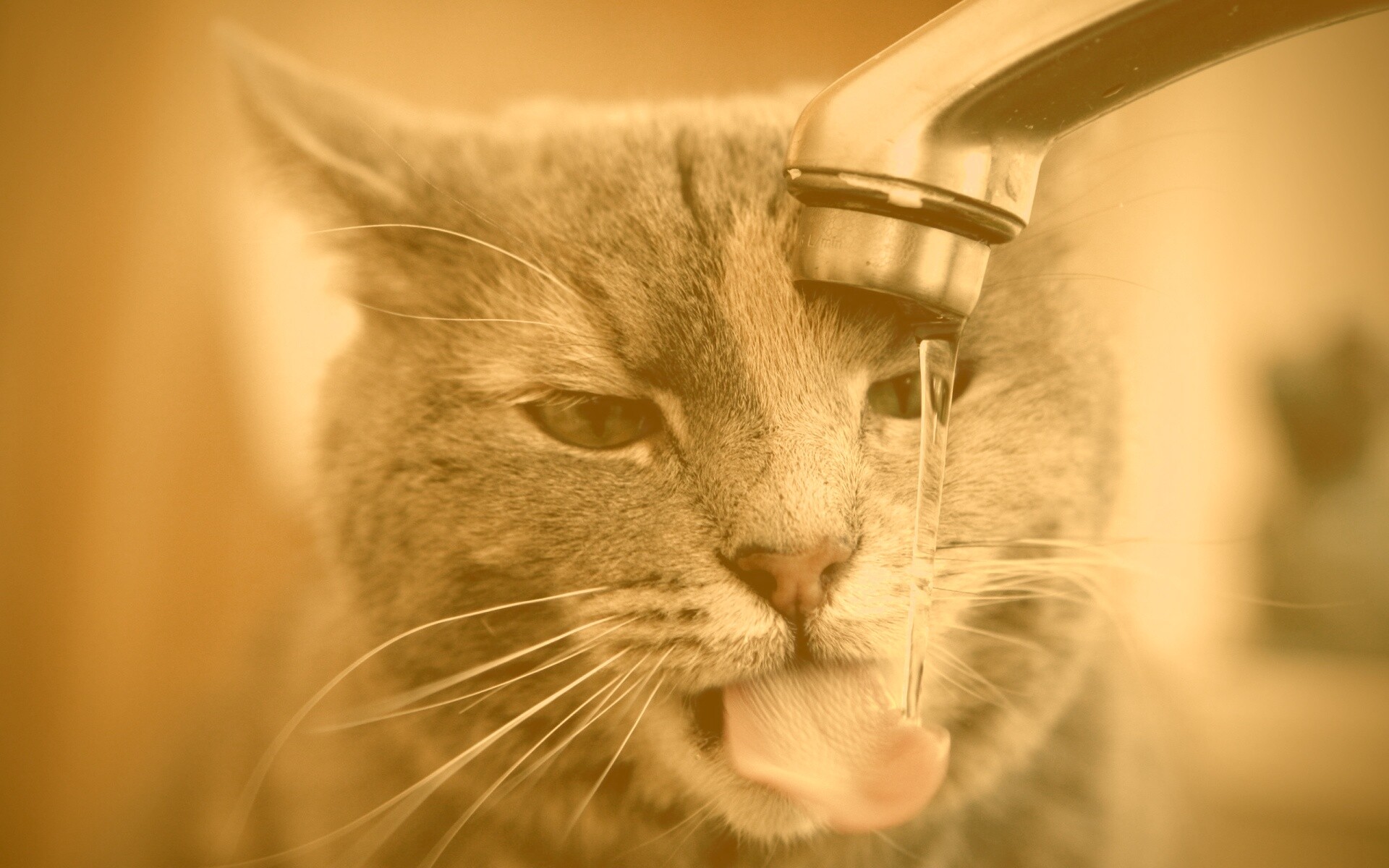 Кот пьет из под крана обои