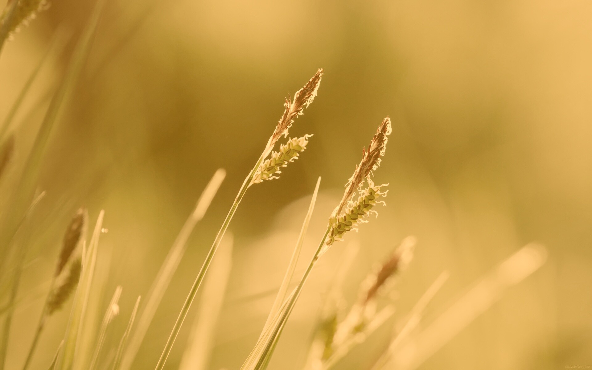 Макро фото луговой травы обои