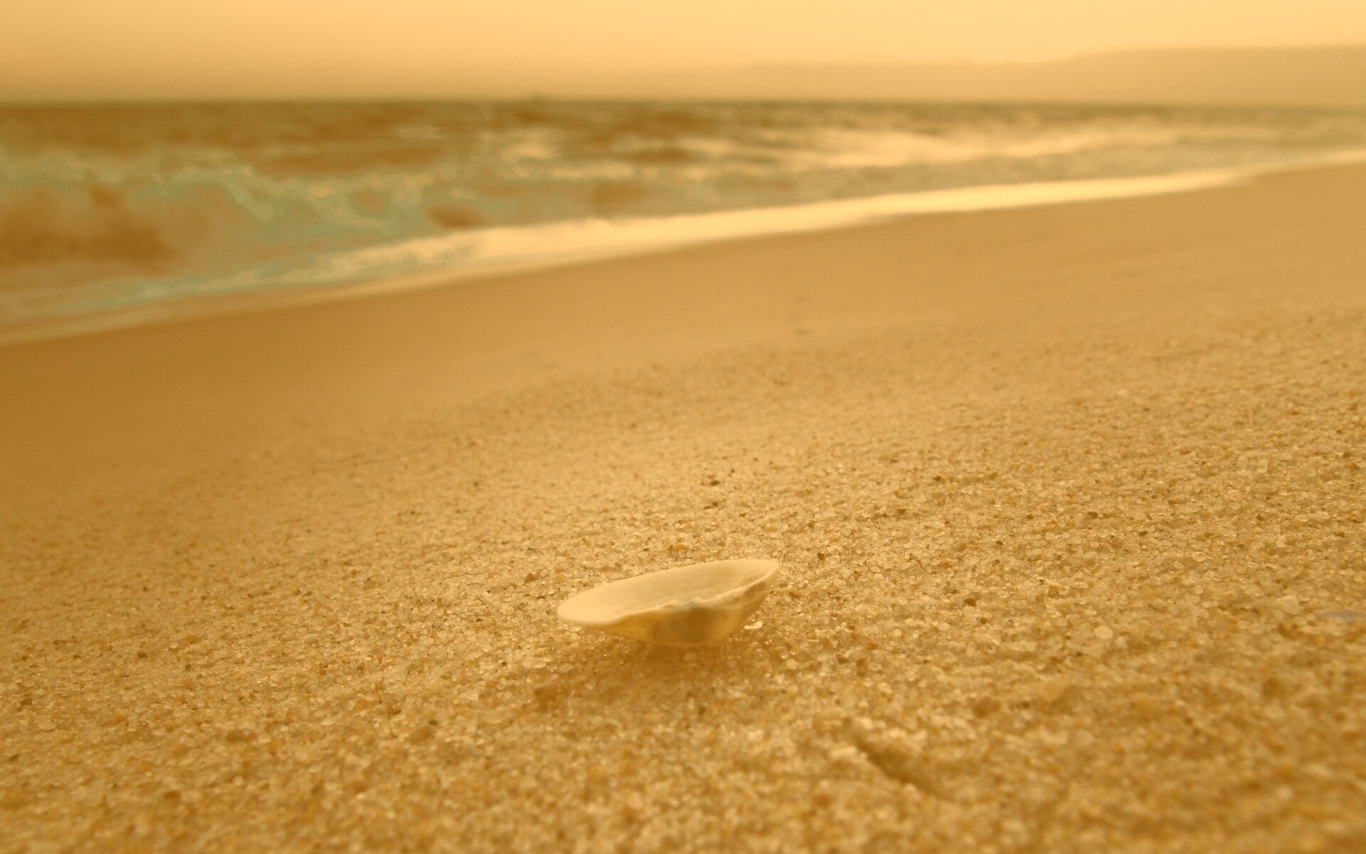 Ракушка не песчанном берегу обои