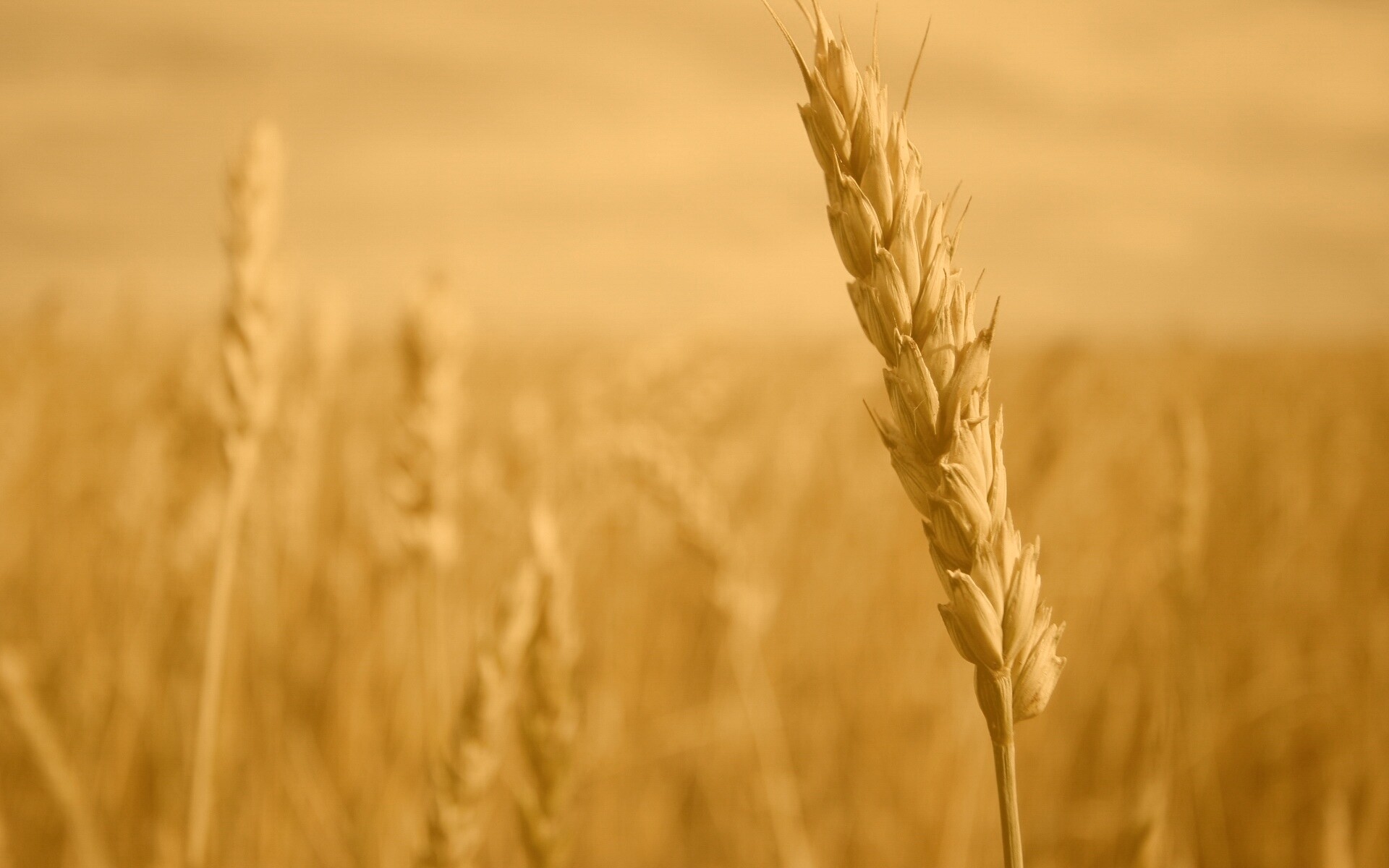 Колосок обои