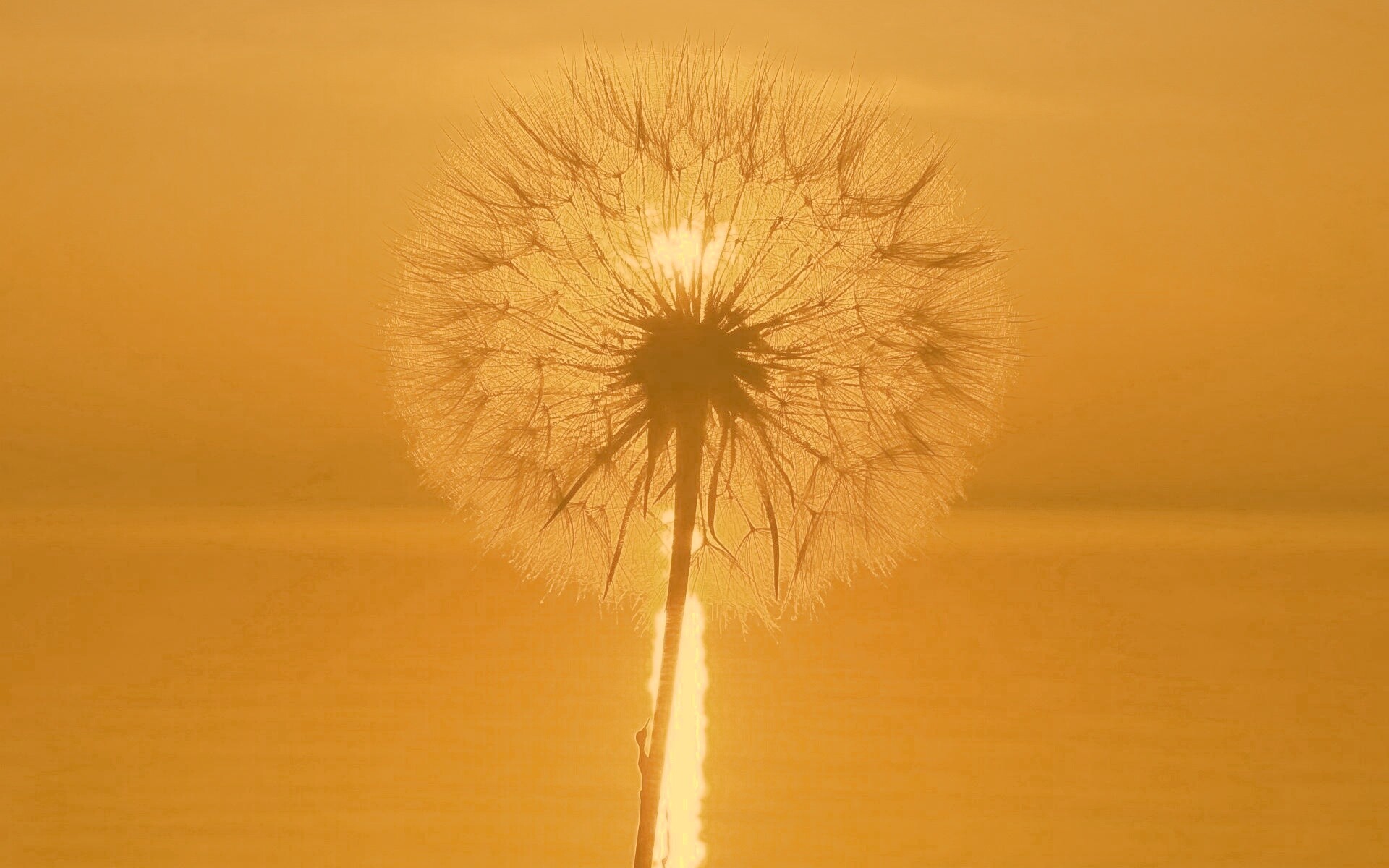 Одуванчик на закател обои