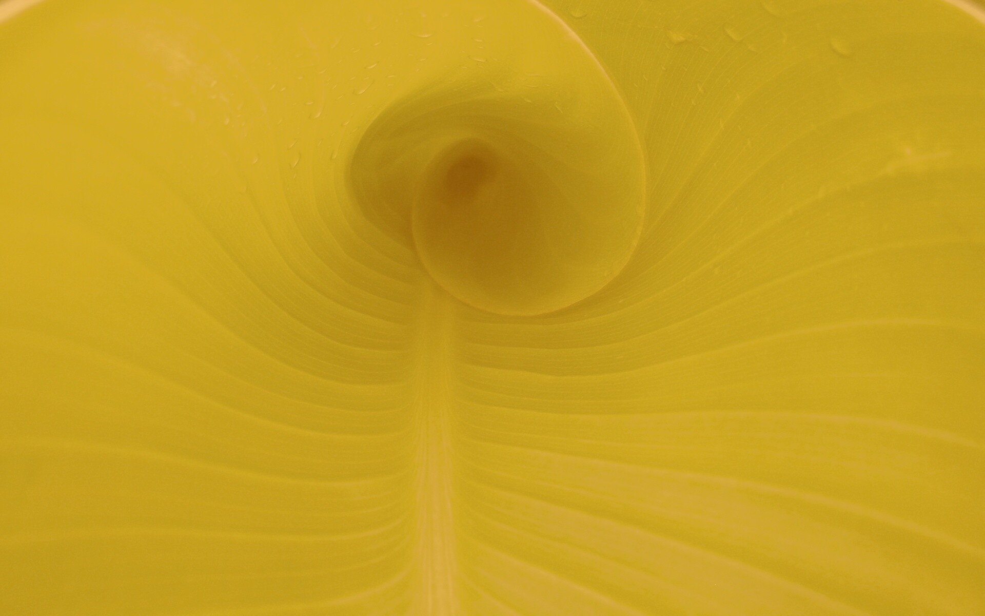 Свернутый в трубочку лист обои